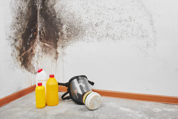 Best Office Mold Removal Services  in Kewaskum, WI