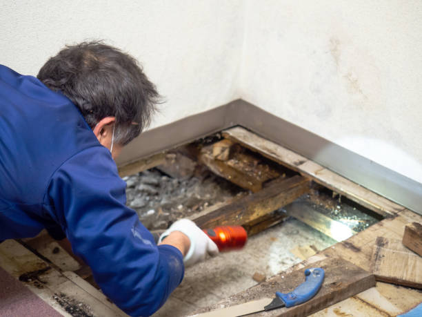 Best Office Mold Removal Services  in Kewaskum, WI