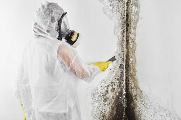 Best Affordable Mold Removal  in Kewaskum, WI