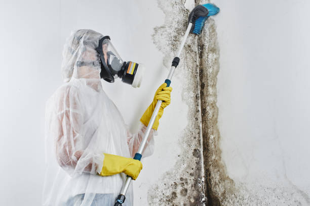 Best Crawl Space Mold Removal  in Kewaskum, WI