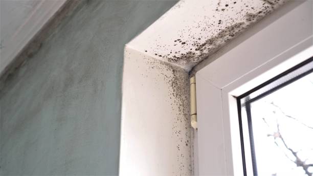 Best Best Mold Removal Companies  in Kewaskum, WI