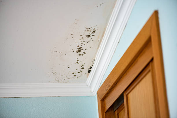 Best Home Mold Removal  in Kewaskum, WI