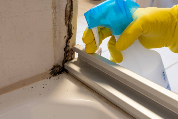 Best Mold Removal Near Me  in Kewaskum, WI