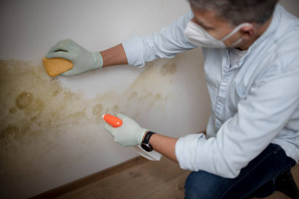 Best Mold Removal Company Near Me  in Kewaskum, WI