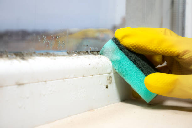 Best Water Damage Restoration  in Kewaskum, WI
