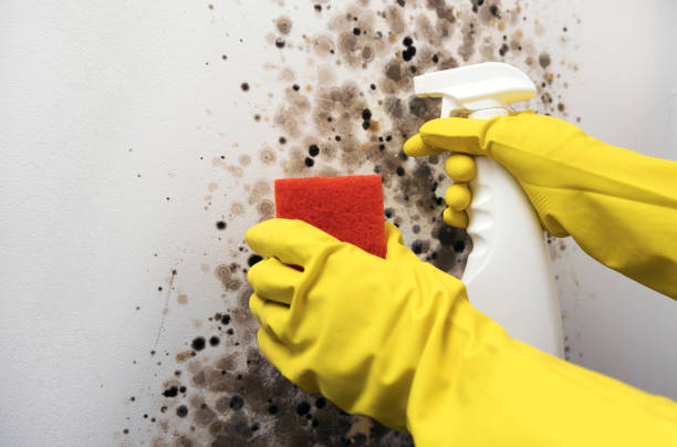 Office Mold Removal Services in Kewaskum, WI
