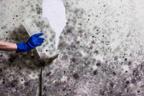 Best Fast Mold Removal  in Kewaskum, WI