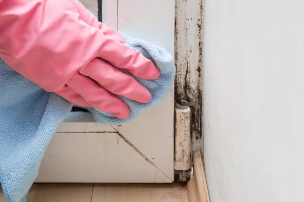Best Mold Damage Repair  in Kewaskum, WI