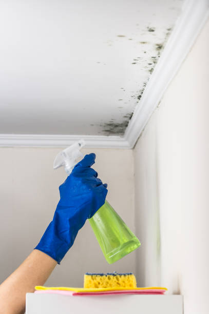 Best Mold Remediation Experts  in Kewaskum, WI